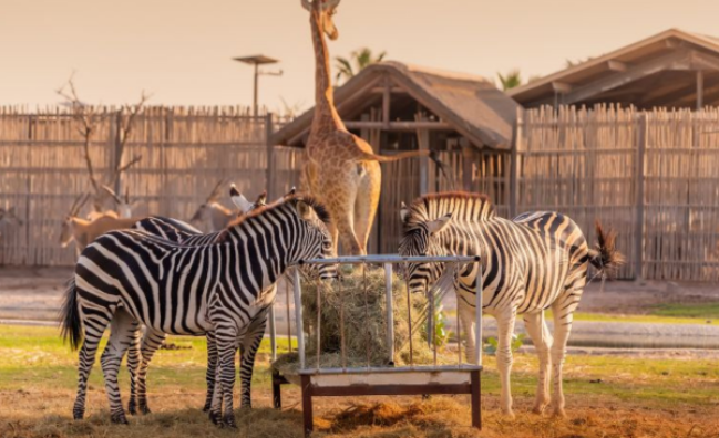 Dubai Safari Park Passes