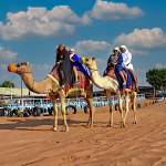 Desert Safari Tours